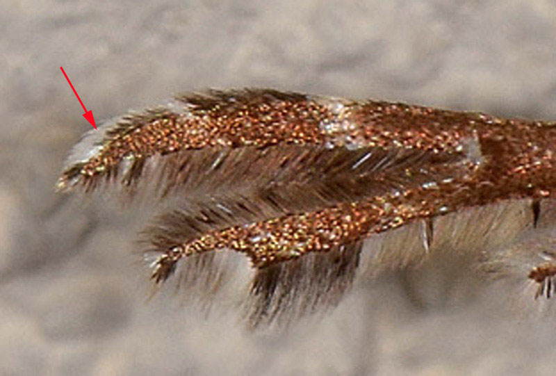 Pterophoridae, Crombrugghia distans  Cfr.